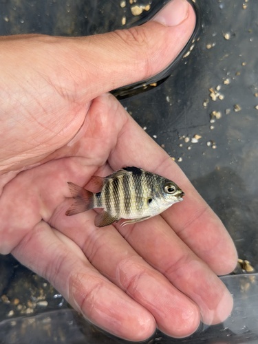 Abudefduf septemfasciatus observed 2026-10-24
