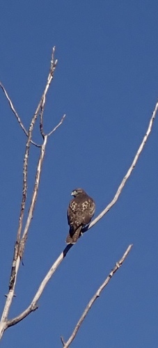 Red-tailed Hawk photograph by the iNaturalist community