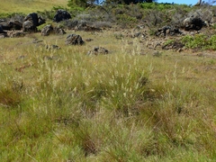 Calamagrostis ophitidis