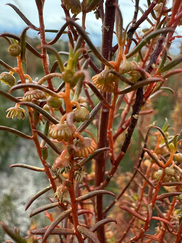 Gyrostemon australasicus observed 2026-10-24