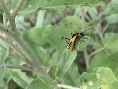 Chauliognathus scutellaris