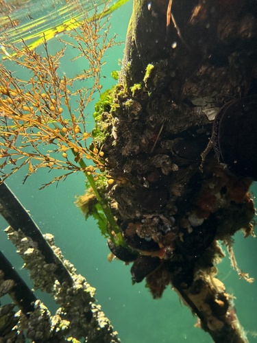 Sargassum muticum observed 2026-10-23