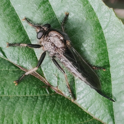 Ospriocerus