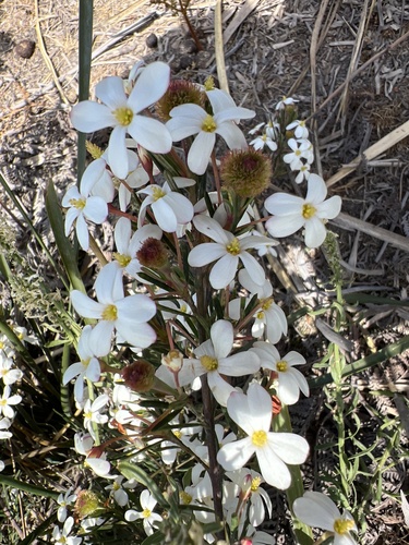 Ricinocarpos pinifolius observed 2026-10-24