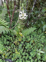 Habenaria monorrhiza