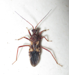 Neotrichedocla