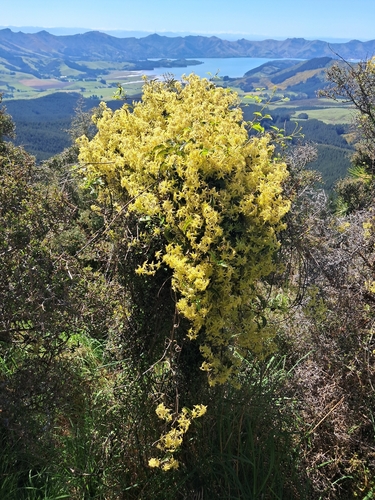 Clematis foetida observed 2026-10-24