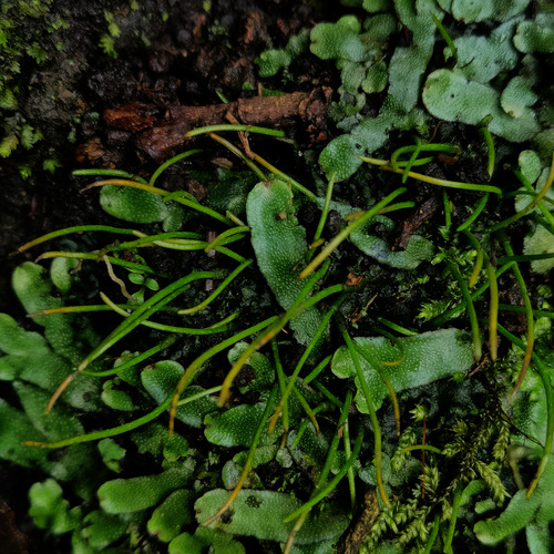 Targionia hypophylla observed 2026-10-10