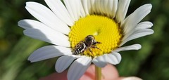 Salticidae
