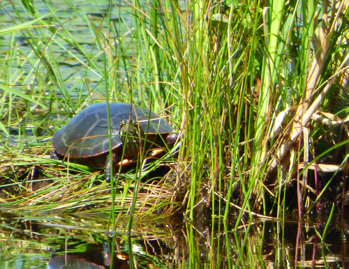 Painted Turtle photograph by the iNaturalist community