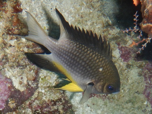 Amblyglyphidodon leucogaster observed 2026-10-21