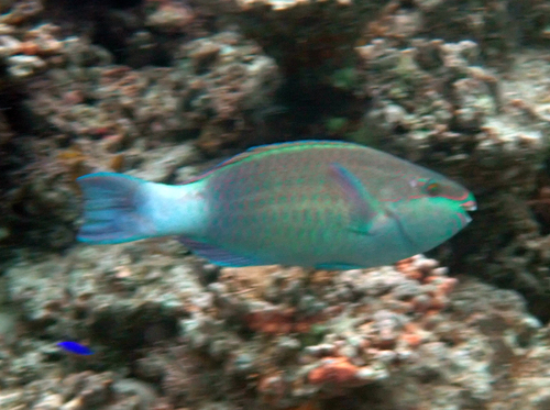 Scarus frenatus observed 2026-10-20