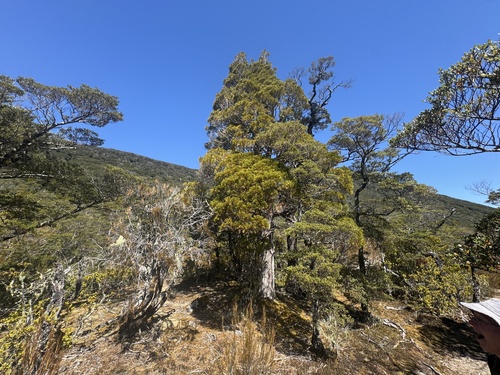 Libocedrus bidwillii observed 2026-10-23