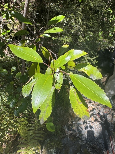 Raukaua simplex observed 2026-10-23