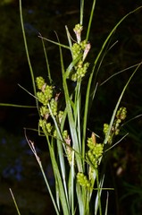 Carex caroliniana