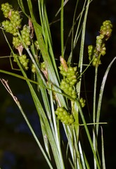 Carex caroliniana