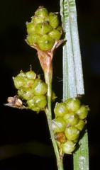 Carex caroliniana