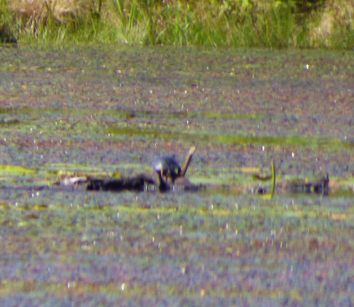 Painted Turtle photograph by the iNaturalist community