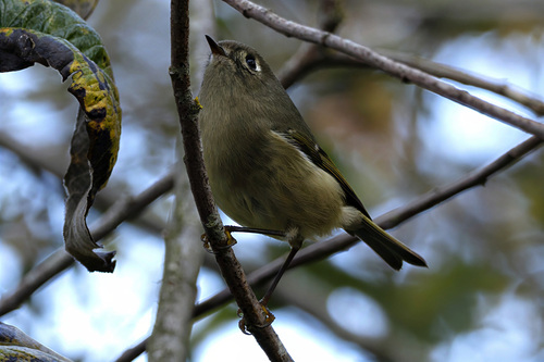 Ruby-crowned Kinglet photograph by the iNaturalist community