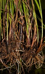 Carex caroliniana