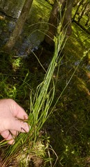 Carex caroliniana