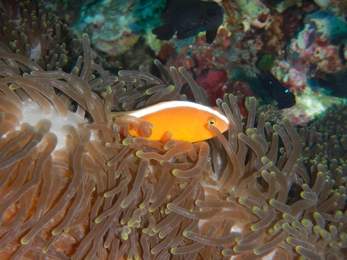 Amphiprion sandaracinos observed 2026-10-21