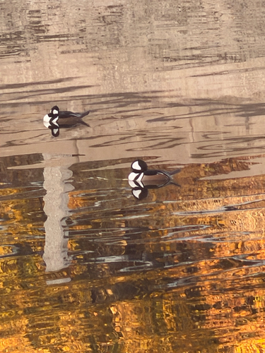 Hooded Merganser photograph by the iNaturalist community