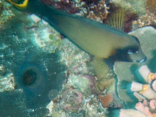 Acanthurus pyroferus observed 2026-10-21