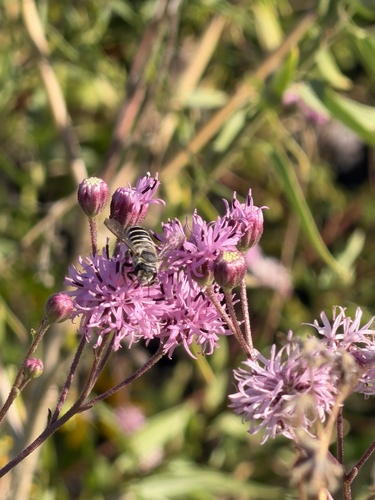 Megachile policaris