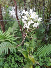 Habenaria monorrhiza