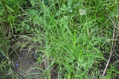 Cynosciadium digitatum