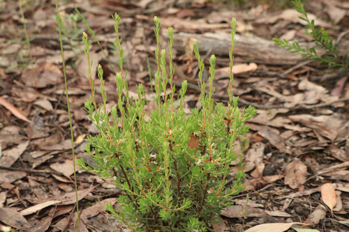Brachyloma daphnoides observed 2026-10-24