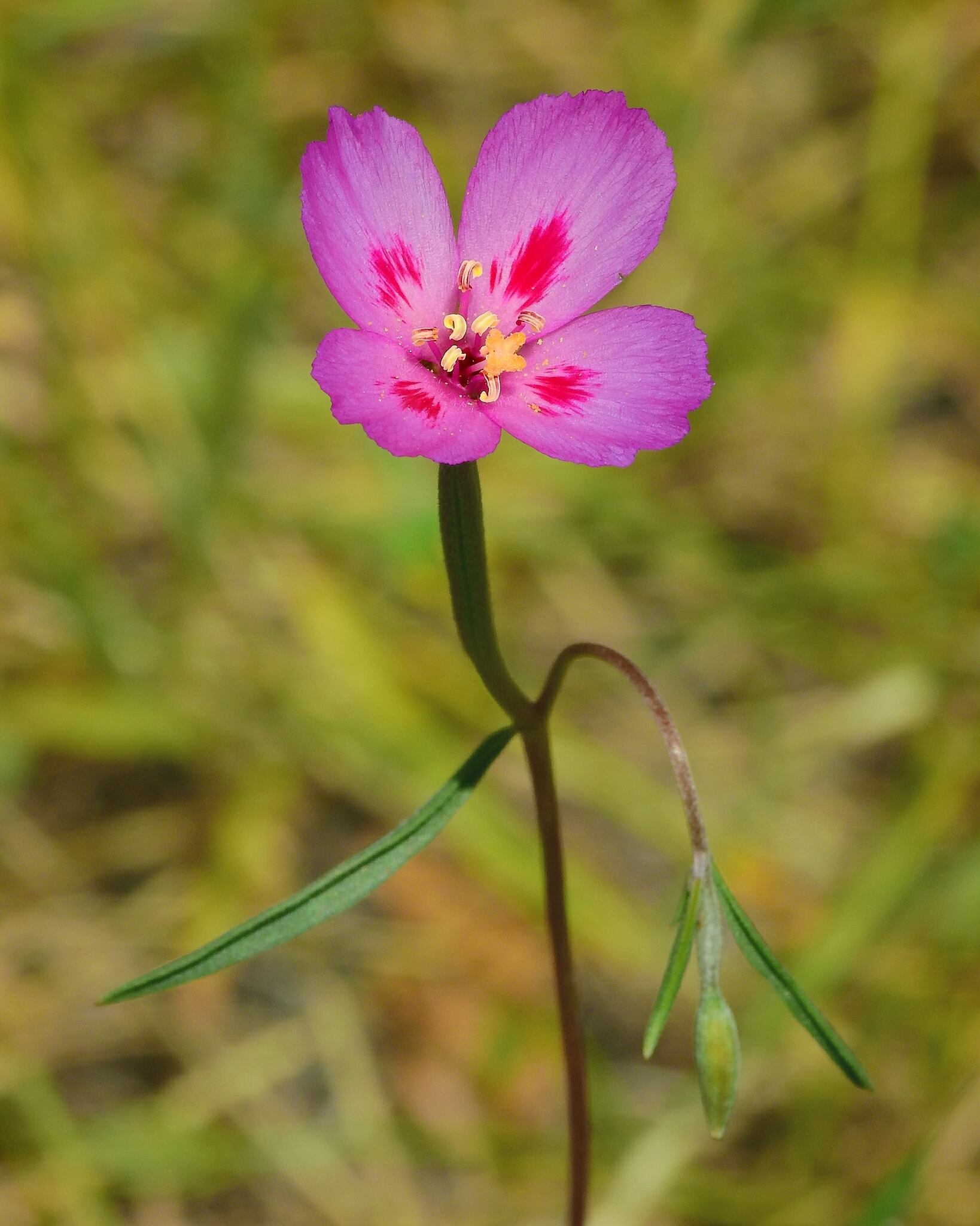Clarkia gracilis ssp. sonomensis
