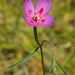 Clarkia gracilis sonomensis - Photo 由 David Greenberger 所上傳的 (c) David Greenberger，保留部份權利CC BY-NC-ND