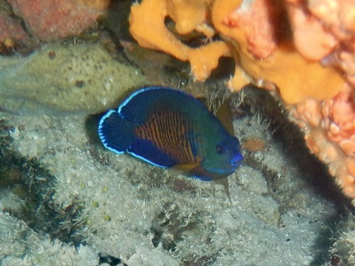Centropyge bispinosa observed 2026-10-21