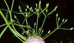 Cynosciadium digitatum