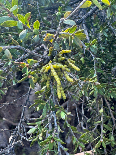 Korthalsella salicornioides observed 2026-10-24