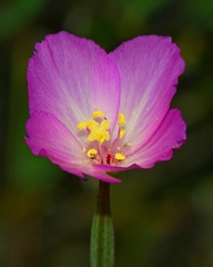 Clarkia gracilis sonomensis
