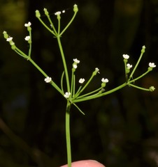 Cynosciadium digitatum
