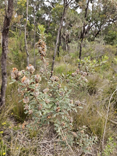 Pultenaea daphnoides observed 2026-10-24