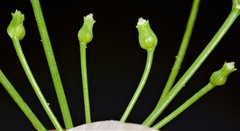 Cynosciadium digitatum