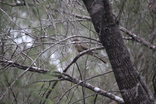 Cacomantis variolosus observed 2026-10-24