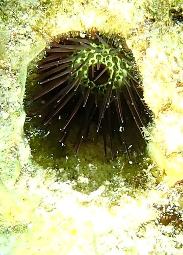 Echinostrephus observed 2026-10-22