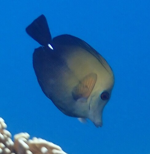 Zebrasoma scopas observed 2026-10-22