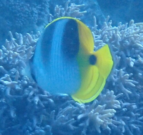 Chaetodon ulietensis observed 2026-10-22