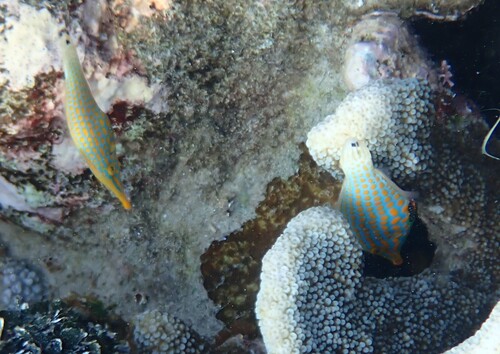 Oxymonacanthus longirostris observed 2026-10-22