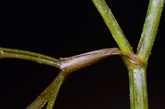 Cynosciadium digitatum