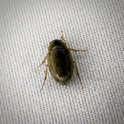 Berosus