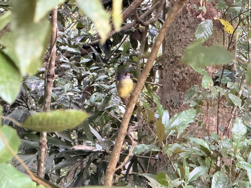 Tregellasia capito observed 2026-10-24