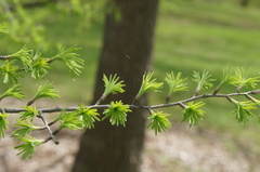 Pseudolarix amabilis